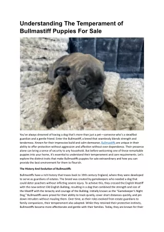 Bullmastiff Puppies For Sale