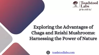 Buy Wild Chaga Mushrooms | Premium Chaga & Reishi for Health