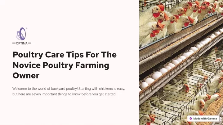 poultry care tips for the novice poultry farming