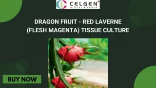 Dragon Fruit Saplings for Sale – Premium Plants by Celgen Biotech