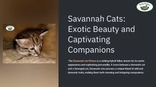 Savannah Cat Kittens for Sale  Premium Savannahs at Belle Hollow