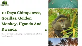 10 days chimpanzee gorillas golden monkey uganda