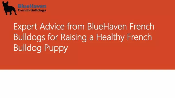 expert advice from bluehaven french bulldogs for raising a healthy french bulldog puppy