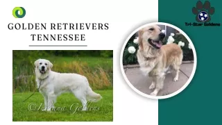 Get your loyal Companions Golden Retrievers Tennessee