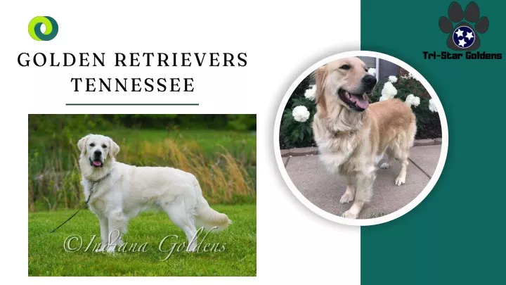 golden retrievers tennessee