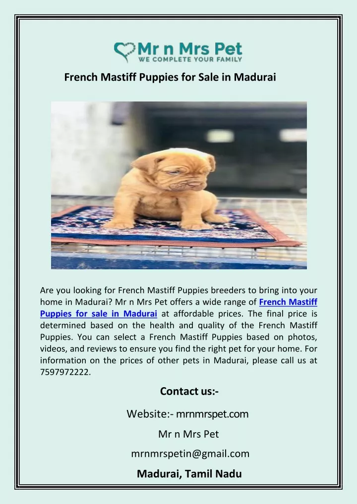 french mastiff puppies for sale in madurai