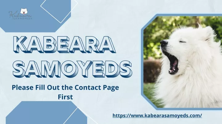 kabeara samoyeds