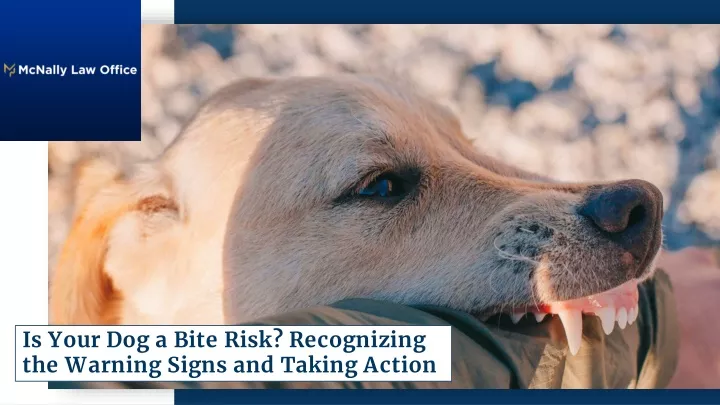 is your dog a bite risk recognizing the warning