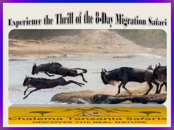 experience the thrill of the 8 day migration