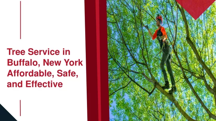 tree service in buffalo new york affordable safe