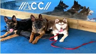 Best Dog Training in Jupiter