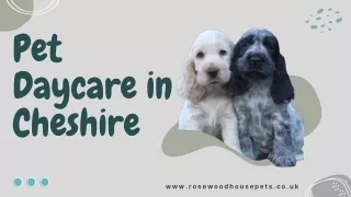 Pet Daycare in Cheshire