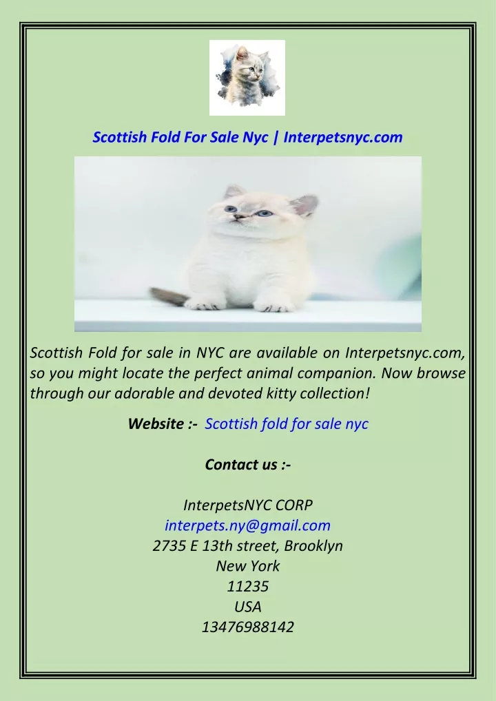 scottish fold for sale nyc interpetsnyc com