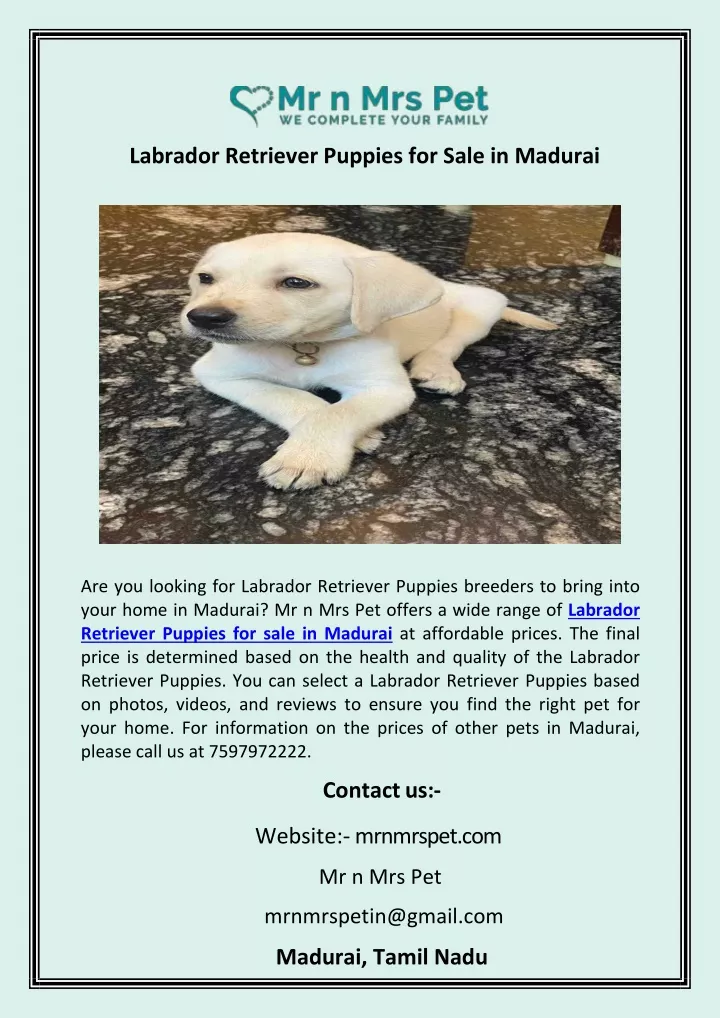 labrador retriever puppies for sale in madurai