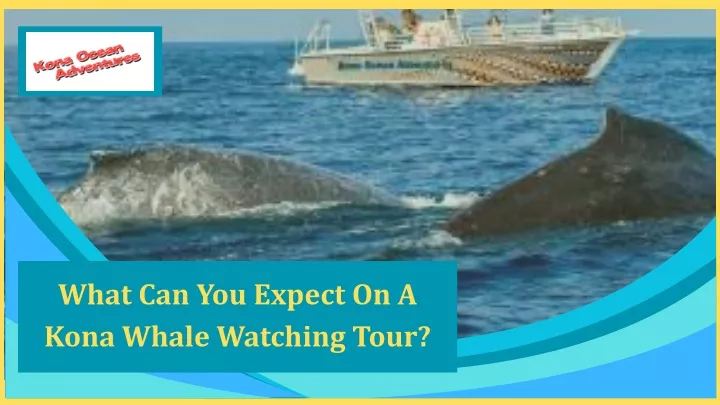 what can you expect on a kona whale watching tour