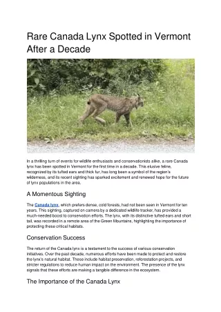 Rare Canada Lynx Spotted in Vermont After a Decade
