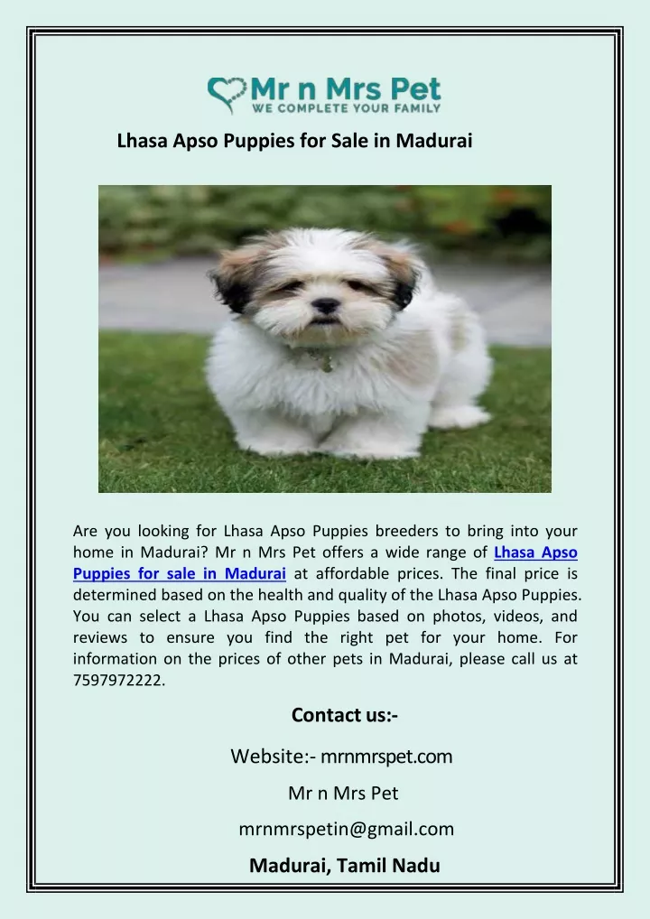 lhasa apso puppies for sale in madurai