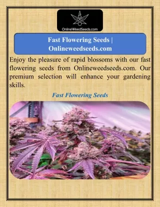 Fast Flowering Seeds   Onlineweedseeds.com