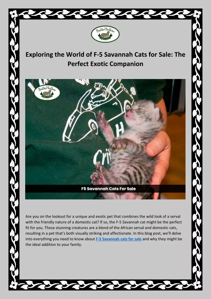 exploring the world of f 5 savannah cats for sale