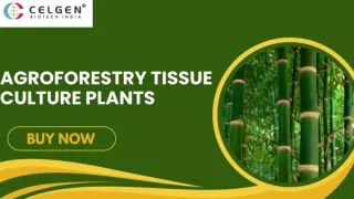 Premium Agroforestry Tissue Culture Plants from Celgen Biotech