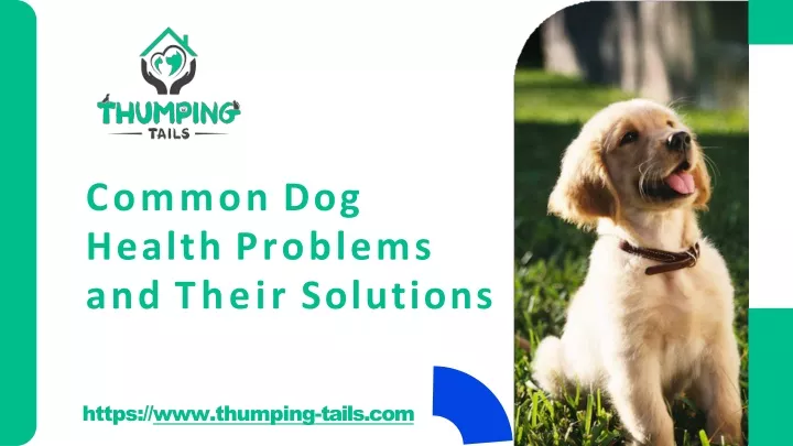 common dog health problems and their solutions