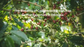 The Benefits of Collaborating with Top Coffee Exporters in Ethiopia