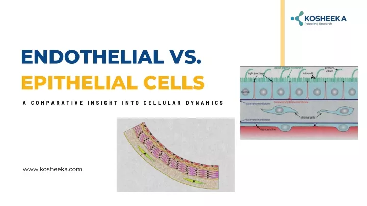 endothelial vs