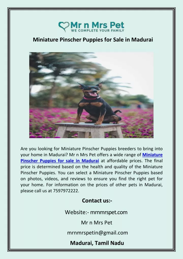 miniature pinscher puppies for sale in madurai