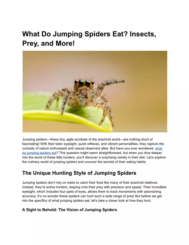 what do jumping spiders eat insects prey and more