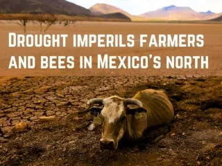 Drought imperils farmers and bees in Mexico's north