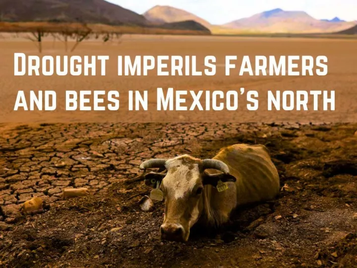 drought imperils farmers and bees in mexico s north