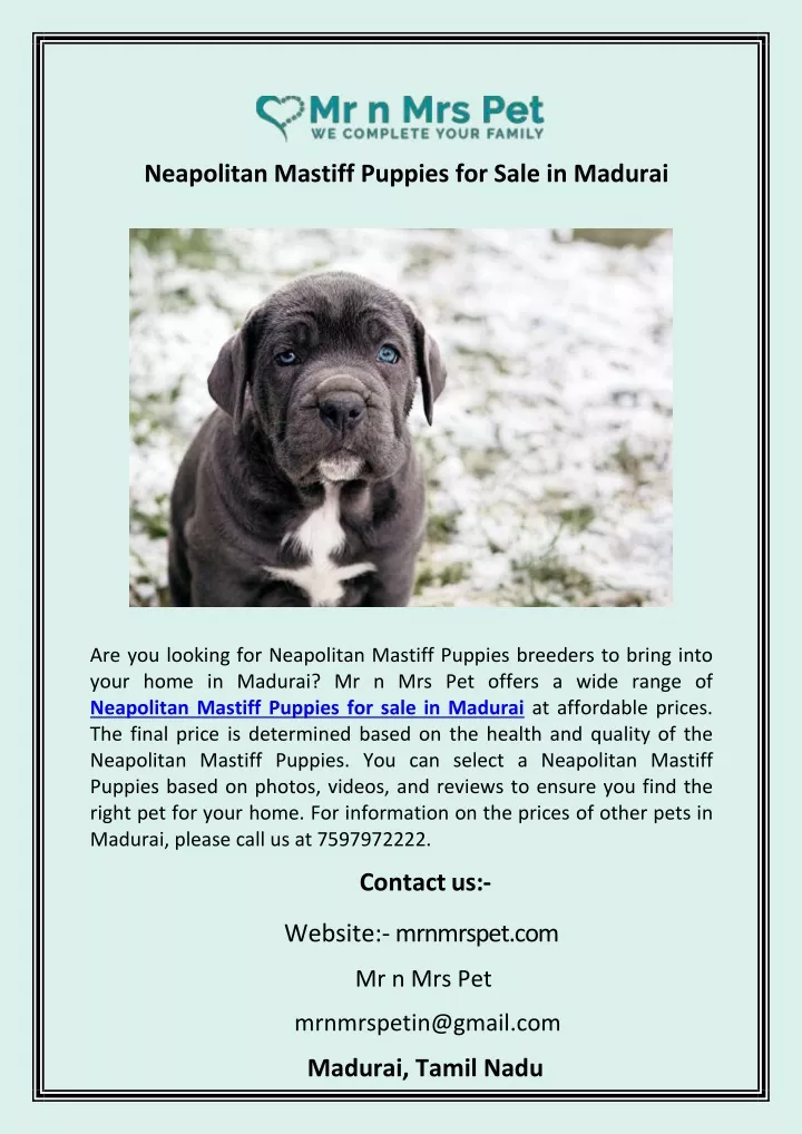 neapolitan mastiff puppies for sale in madurai