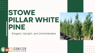 stowe pillar white pine