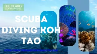 scuba diving koh tao