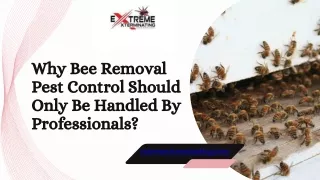 Why Bee Removal Pest Control Should Only Be Handled By Professionals