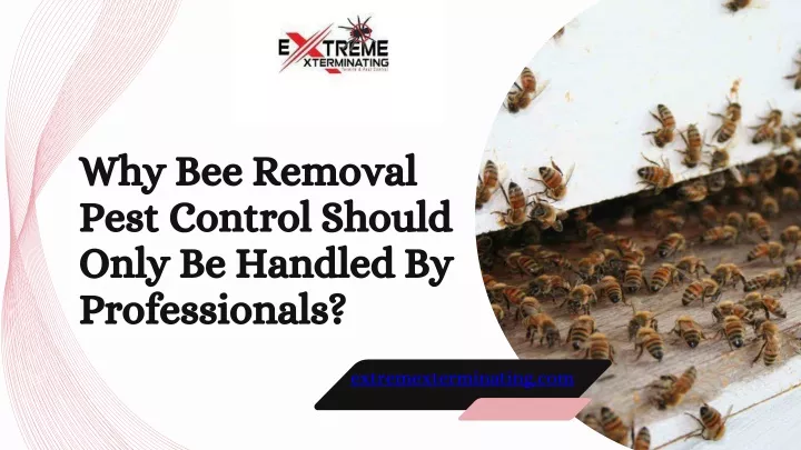 why bee removal pest control should only