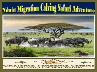 Ndutu Migration Calving Safari Adventure