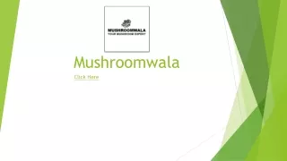 Mushroomwala Oyster Mushroom Seeds Spawn