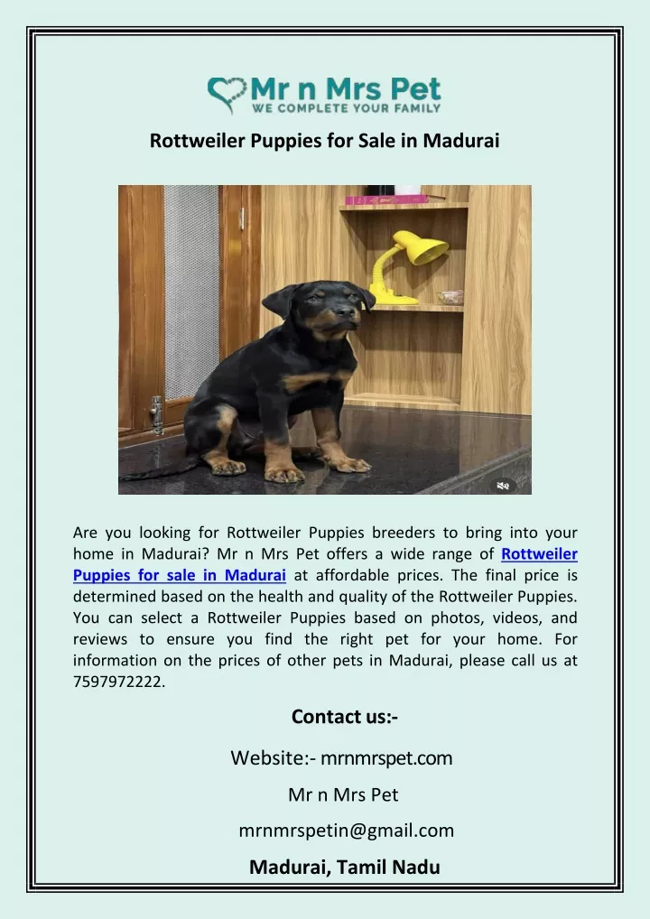 rottweiler puppies for sale in madurai