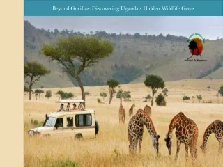 Beyond Gorillas Discovering Uganda’s Hidden Wildlife Gems