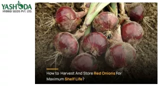 How to Harvest and Store Red Onions for Maximum Shelf Life: Yashoda Hybrid Seeds