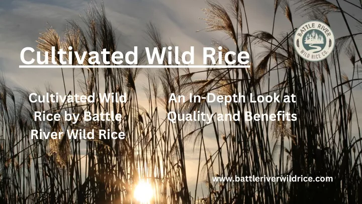 cultivated wild rice