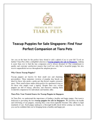 Teacup Puppies for Sale Singapore: Find Your Perfect Companion at Tiara Pets