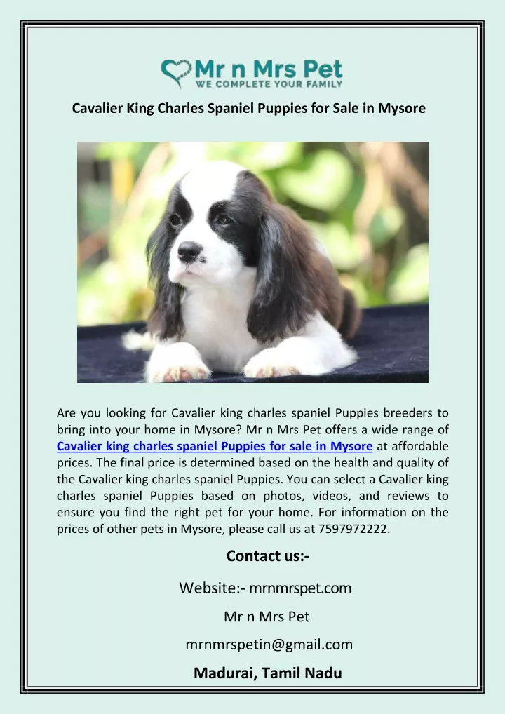 cavalier king charles spaniel puppies for sale