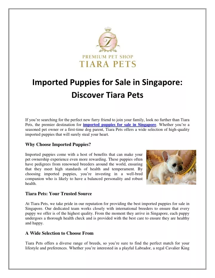 imported puppies for sale in singapore discover