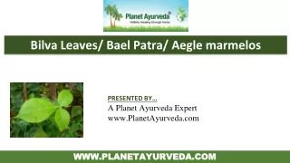 Health Benefits and Medicinal Uses of Bilva Leaves, Bael Patra, Aegle marmelos