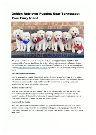 Golden Retriever Puppies Near Tannessee-Your Furry Friend