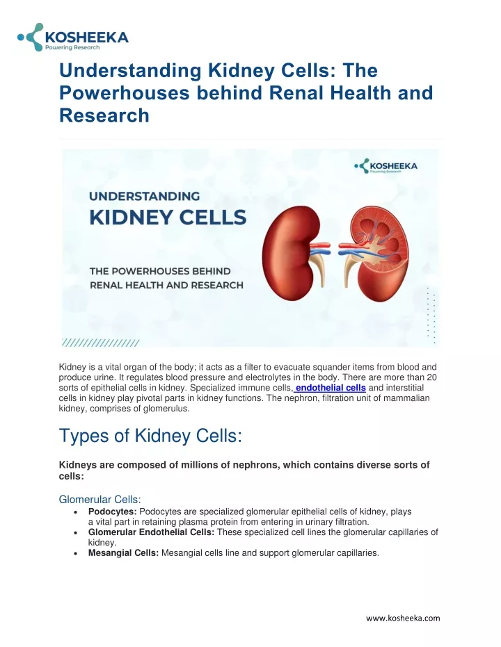 understanding kidney cells the powerhouses behind