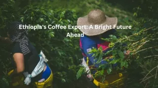 The Future of Ethiopia's Coffee Export