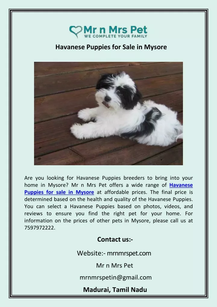 havanese puppies for sale in mysore